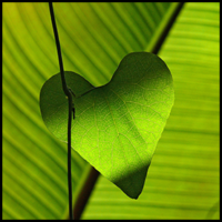 heart-tmb